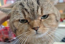 探究猫咪不喜欢与人亲近的原因（以猫为主题的行为习性解析）