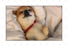 狗狗的睡眠需求（揭秘狗狗睡眠时长的科学依据）