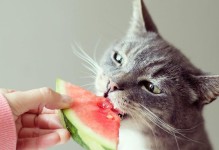 刚出生的猫宝宝吃什么？（帮助猫妈妈选出最适合刚出生的猫婴儿食物！）