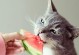 刚出生的猫宝宝吃什么？（帮助猫妈妈选出最适合刚出生的猫婴儿食物！）