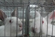 兔子出笼的时间周期及影响因素研究（兔子出笼时间的关键因素及养殖技巧解析）