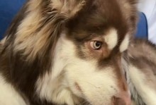狗狗结膜炎的治疗方法（以宠物为主，让爱宠摆脱结膜炎）