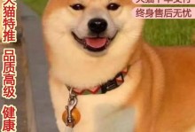狗为什么会把狗崽叼走？（母性本能的驱使与幼体保护机制）