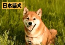 日本犬品种介绍（探索日本犬世界的多样性）