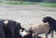 狗狗的性爱频率及影响因素（探究狗狗性爱的频率和影响因素，解读狗狗的性行为周期）