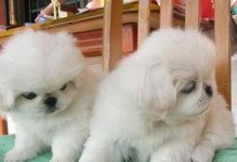京巴犬能否吃生鸡蛋？（探讨宠物饮食健康，关注京巴犬的膳食安全）