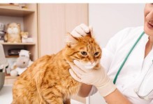 预防猫咪感染寄生虫的有效方法（保护宠物健康，减少宠主烦恼）