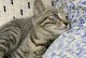 狸花猫的寿命与正确饲养方法（了解狸花猫的平均寿命，让它们健康幸福度过每一天）