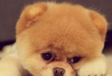 不足月的小狗要吃什么？（为宠物提供营养均衡的饮食）