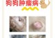 小狗生病了，该如何喂养？（小狗病刚好喂什么好，保证它恢复健康）