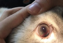 猫眼睛烂了怎么办？（了解原因及适当药物治疗）