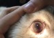 猫眼睛烂了怎么办？（了解原因及适当药物治疗）