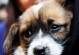 以犬瘟热护理需求为主题的专家建议（全面了解犬瘟热，科学护理）