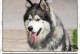 如何选择适合阿拉斯加成犬的狗粮？（科学饮食保障宠物健康，）