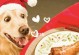 如何科学喂养五个月金毛犬的狗粮？（掌握正确喂养方法，金毛更健康！）