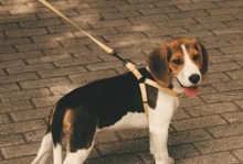 探寻世界上体型最小的猎兔犬之谜（追寻小而勇猛的猎兔犬品种/体型小巧却胆大无畏的“小猎兔犬”）