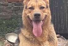 云南昆明犬养殖基地盛行，地理优势成关键