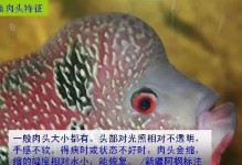 罗汉鱼的光照需求与影响（探讨罗汉鱼光照时长对其生长和行为的影响）