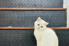 以抱大腿是什么意思？（深入解析“抱大腿”的真正含义）
