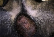 狗狗睾丸炎的治疗及所需时间（探究狗狗睾丸炎的病因、治疗方法和康复时长）