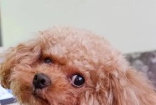 泰迪犬的寿命之谜（揭秘泰迪犬的长寿秘诀，让爱宠陪伴更久）
