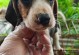 比格犬的缺点让人头大，为何不建议养？（了解比格犬的精力旺盛和其他缺点）