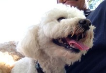 探索Canine犬的多样性与魅力（了解不同Canine犬种之间的差异与相似，共同探索犬类世界）
