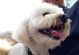 探索Canine犬的多样性与魅力（了解不同Canine犬种之间的差异与相似，共同探索犬类世界）