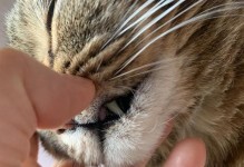 小猫脸上的红痘，可能是这些原因引起的！（宠物护理必备，如何避免小猫脸上出现红痘？）