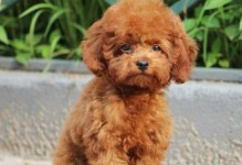 如何判断泰迪犬的纯度？（纯泰迪犬的特征及鉴别要点）