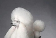 贵宾狗的毛发生长周期及护理要点（了解贵宾狗毛发生长周期，让您的宠物始终保持美丽亮丽）
