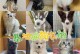 博美幼犬每天的睡眠时间有多久？（揭秘博美幼犬的睡眠需求和习惯）