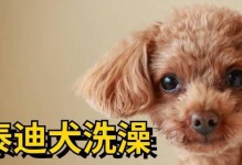 泰迪狗洗澡时间及注意事项（泰迪狗洗澡的最佳时机和保健建议）