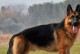 德牧幼犬价格与选购指南（了解德国牧羊犬幼犬价格、如何挑选合适的德牧宝宝）