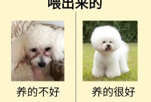 养比熊如何科学饲养？（了解比熊的饮食需求与合理喂养方法）