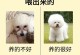 养比熊如何科学饲养？（了解比熊的饮食需求与合理喂养方法）