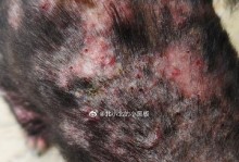 狗疥螨治疗需要多长时间？（探究疥螨治疗的持续时间和关键因素）