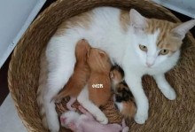 母猫生产后应该吃些什么？（了解母猫产后饮食症状和调理方法）