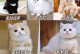 如何选择适合自己的猫猫品种？（从性格到护理需求，这个将帮助你做出明智的决策）