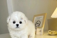 比熊最美的时刻（探秘比熊犬爆毛后的颜值巅峰，迷人的背后隐藏了什么？）
