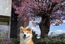 世界上最小的狗狗是什么狗？（探索迷你犬世界，揭秘最小狗狗品种）