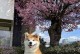 世界上最小的狗狗是什么狗？（探索迷你犬世界，揭秘最小狗狗品种）