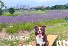 边牧脚扭了喷什么药？寻找适合边牧脚扭的药物（了解边牧脚扭情况、选择合适的药物治疗）