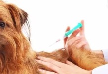 狗狗细小康复后应该多久打疫苗？（为了宠物健康，我们需要掌握正确的打疫苗时间）