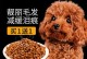奶糕狗粮的营养价值及适用性分析（以奶糕狗粮为主食的关键要素及注意事项）