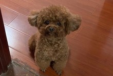 狗为什么喜欢钻被窝睡觉？（探索狗喜欢钻被窝的原因及好处）