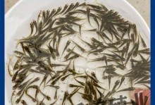 以银龙喂什么饲料好？（科学选择适宜饲料提升银龙养殖效益）