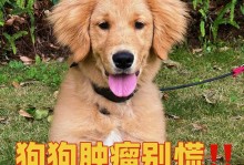 狗癌症的饮食治疗方案（有效的饮食可以帮助狗克服癌症）