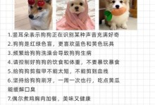两个月狗狗加餐必知！（了解适合两个月狗狗加餐的健康食物）