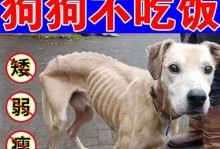 狗狗不吃饭拉稀，原因究竟是什么？（探究狗狗不吃饭拉稀的原因及预防方法）